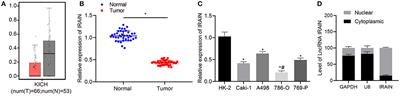 Long Non-coding RNA IRAIN Inhibits VEGFA Expression via Enhancing Its DNA Methylation Leading to Tumor Suppression in Renal Carcinoma